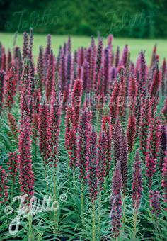 Echium russicum